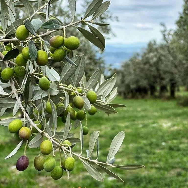 Terreno agricolo in vendita a Narni