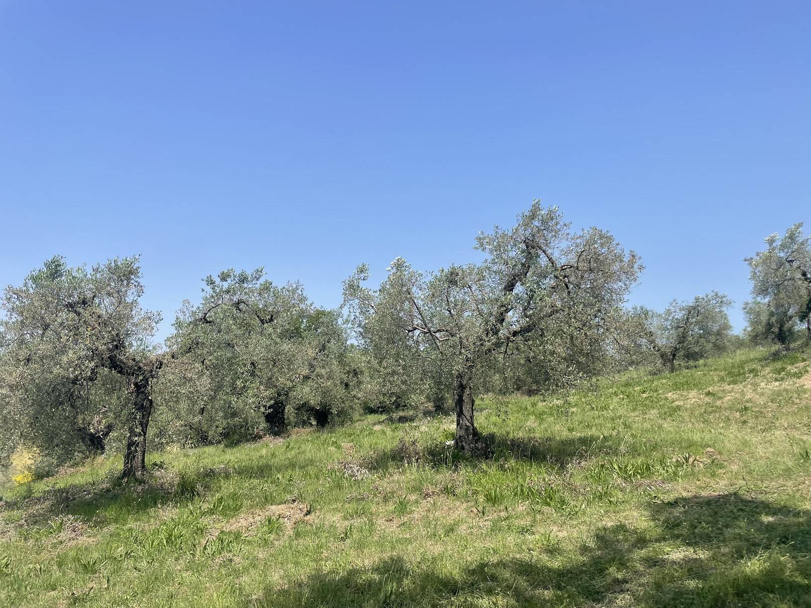 immagine annuncio 6 di 10