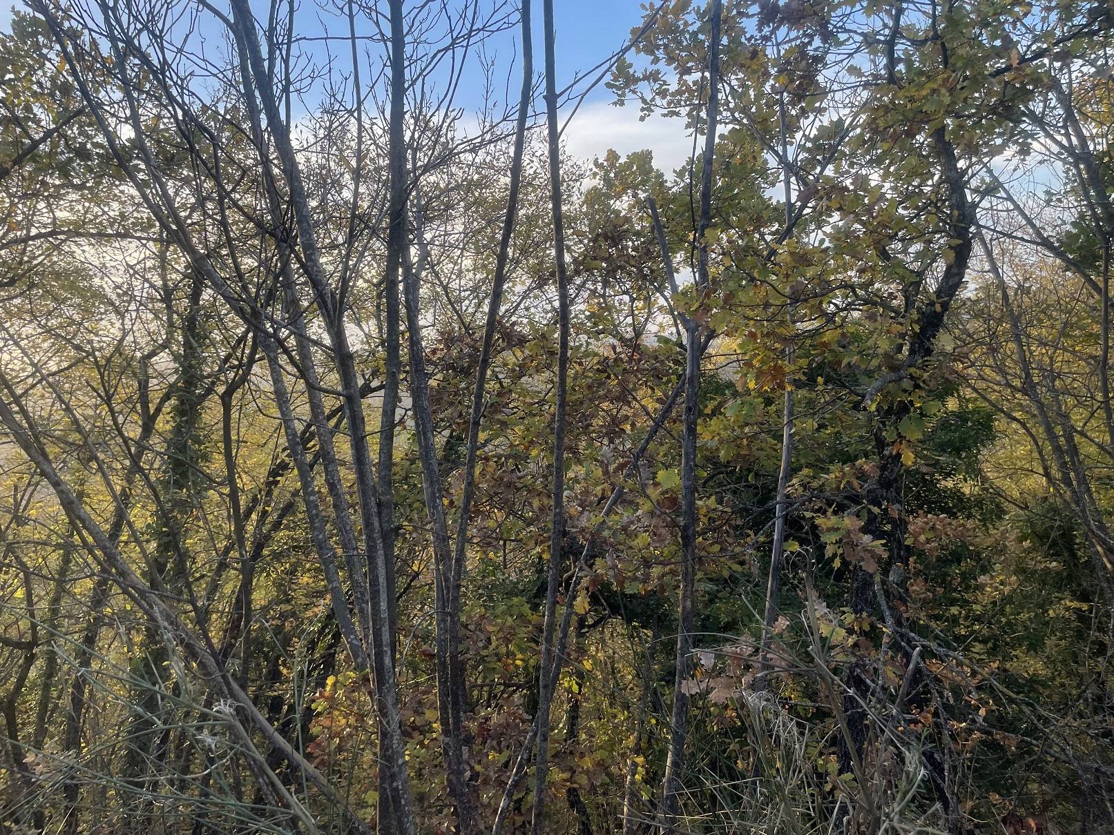 Terreno agricolo in vendita a Spoleto