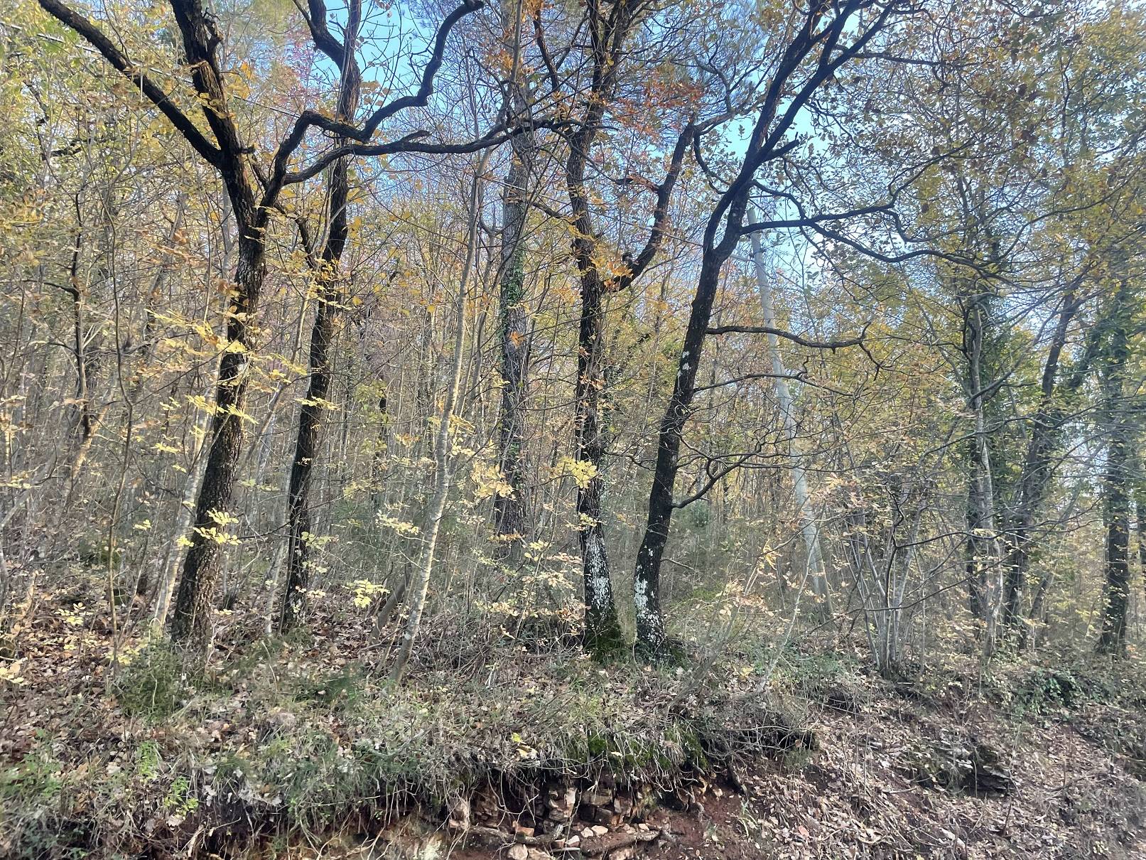 Terreno agricolo in vendita a Spoleto
