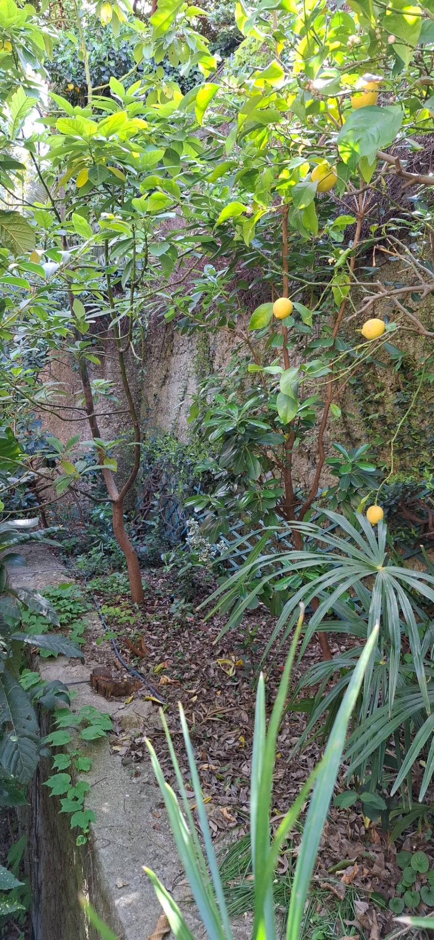 Appartamento in affitto a Genova, Sturla