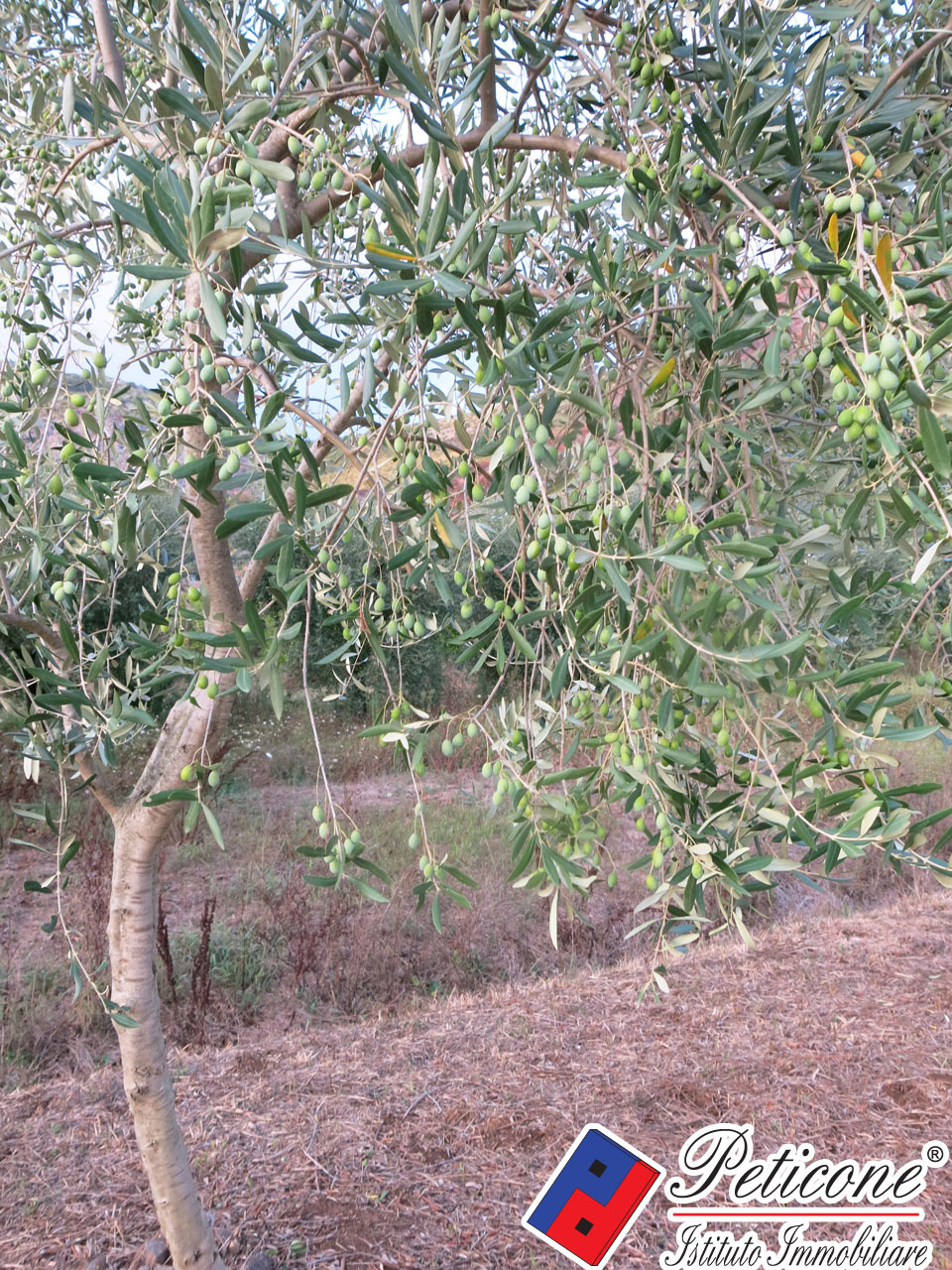 Terreno agricolo in vendita a Fondi, Semicentro