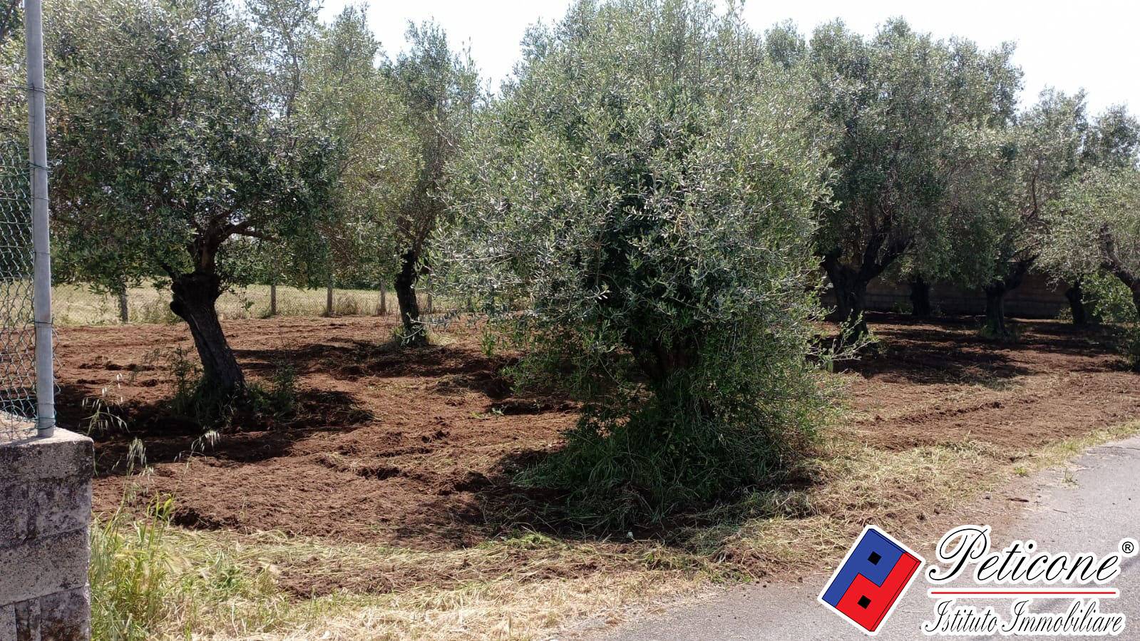 Terreno agricolo in vendita a Fondi