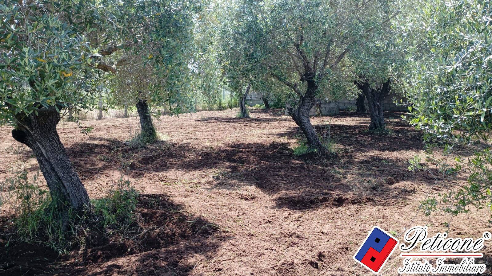 Terreno agricolo in vendita a Fondi