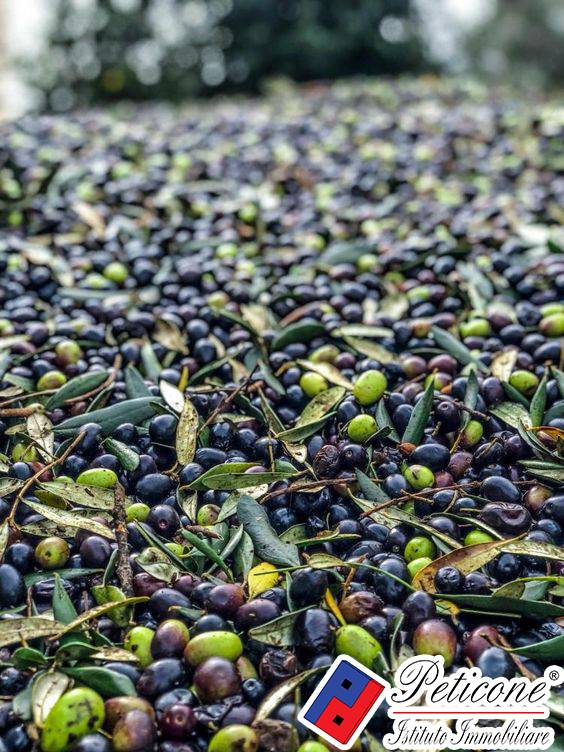 Terreno agricolo in vendita a Fondi, San Raffaele
