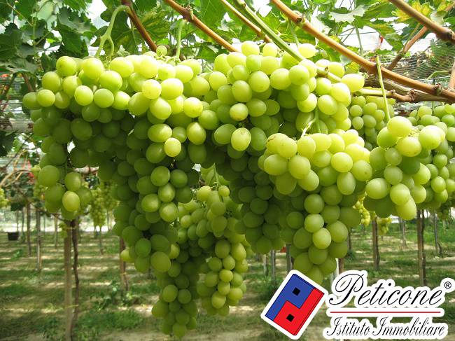 Terreno agricolo in vendita a Fondi, San Raffaele