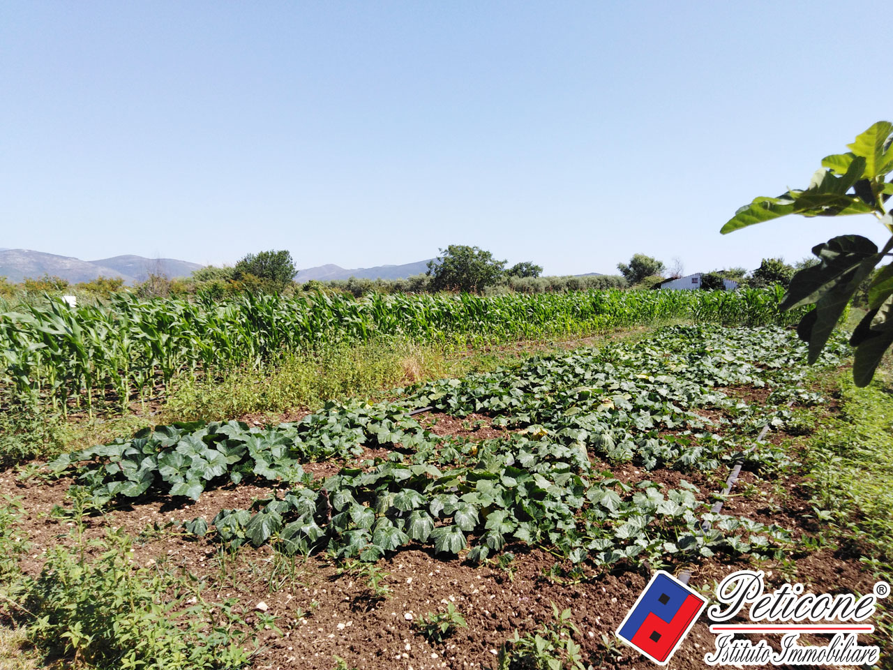 Terreno agricolo in vendita a Fondi