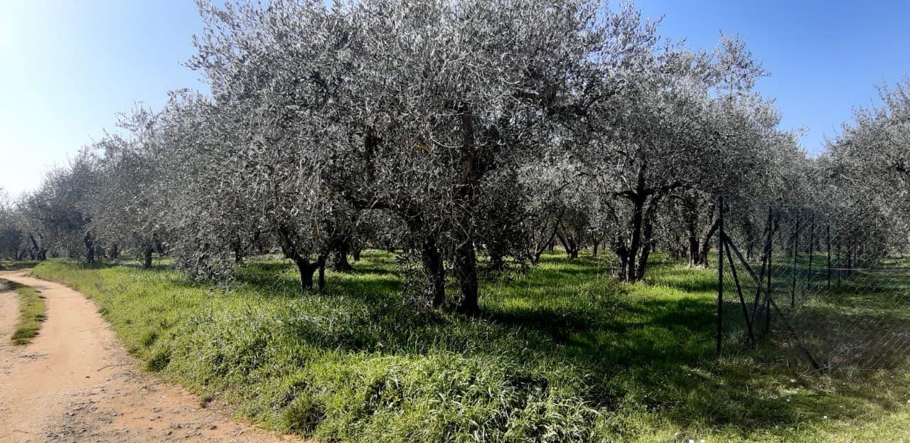 Terreno Agricolo in vendita, Colle di Val d'Elsa campiglia