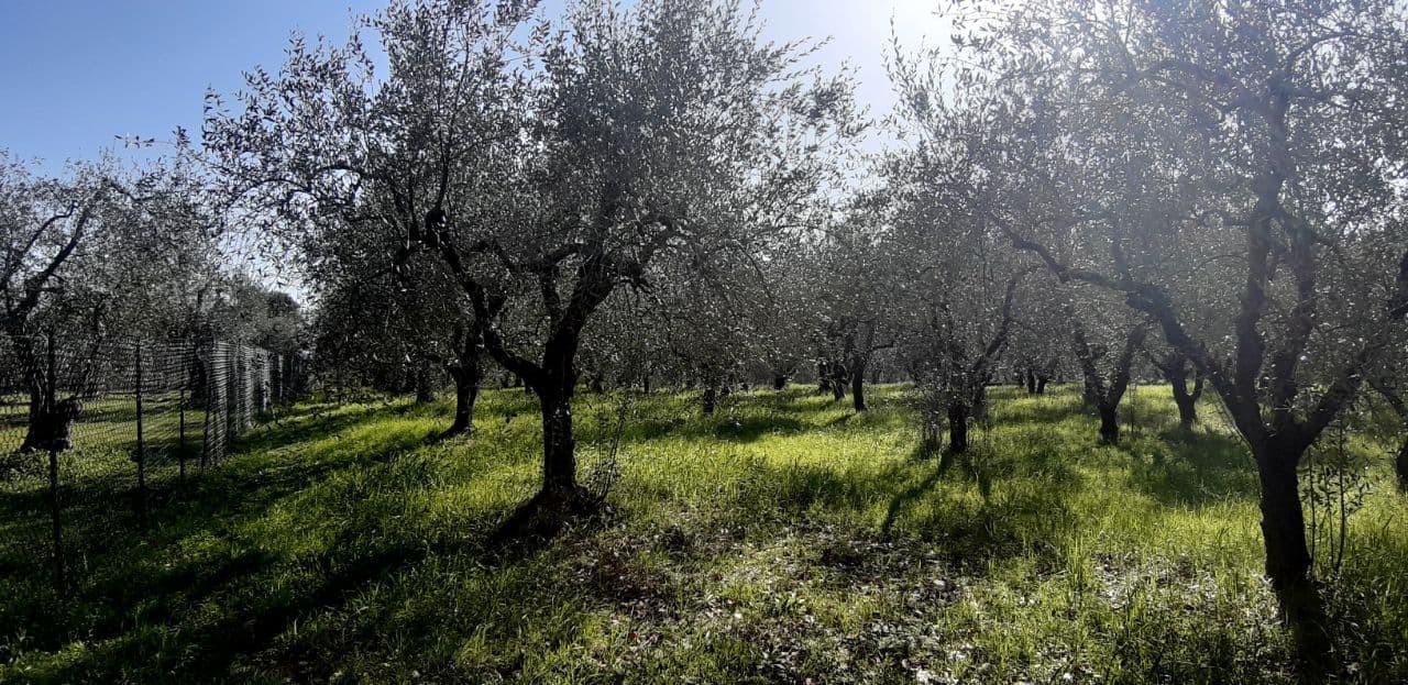 immagine annuncio 4 di 6