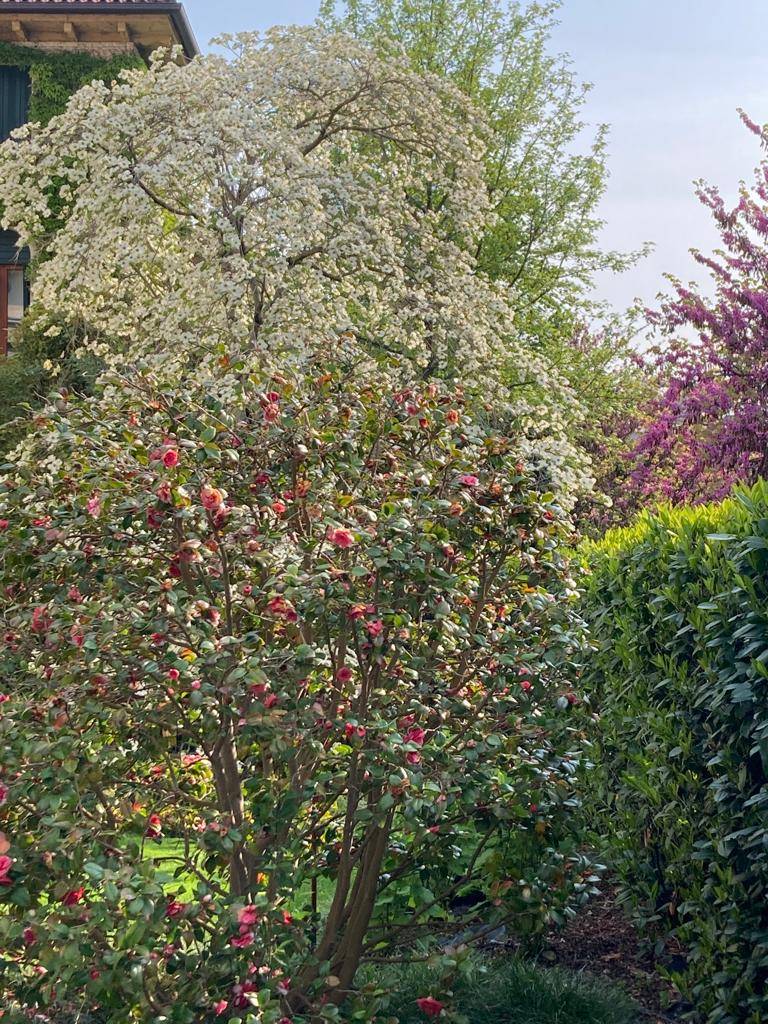 Abbinata/Bifamiliare in vendita a Treviso, S. Antonino