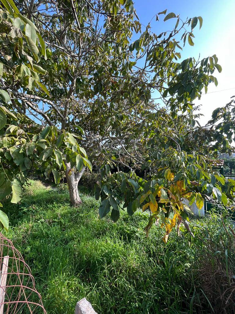 Terreno Agricolo in vendita a Napoli, Soccavo