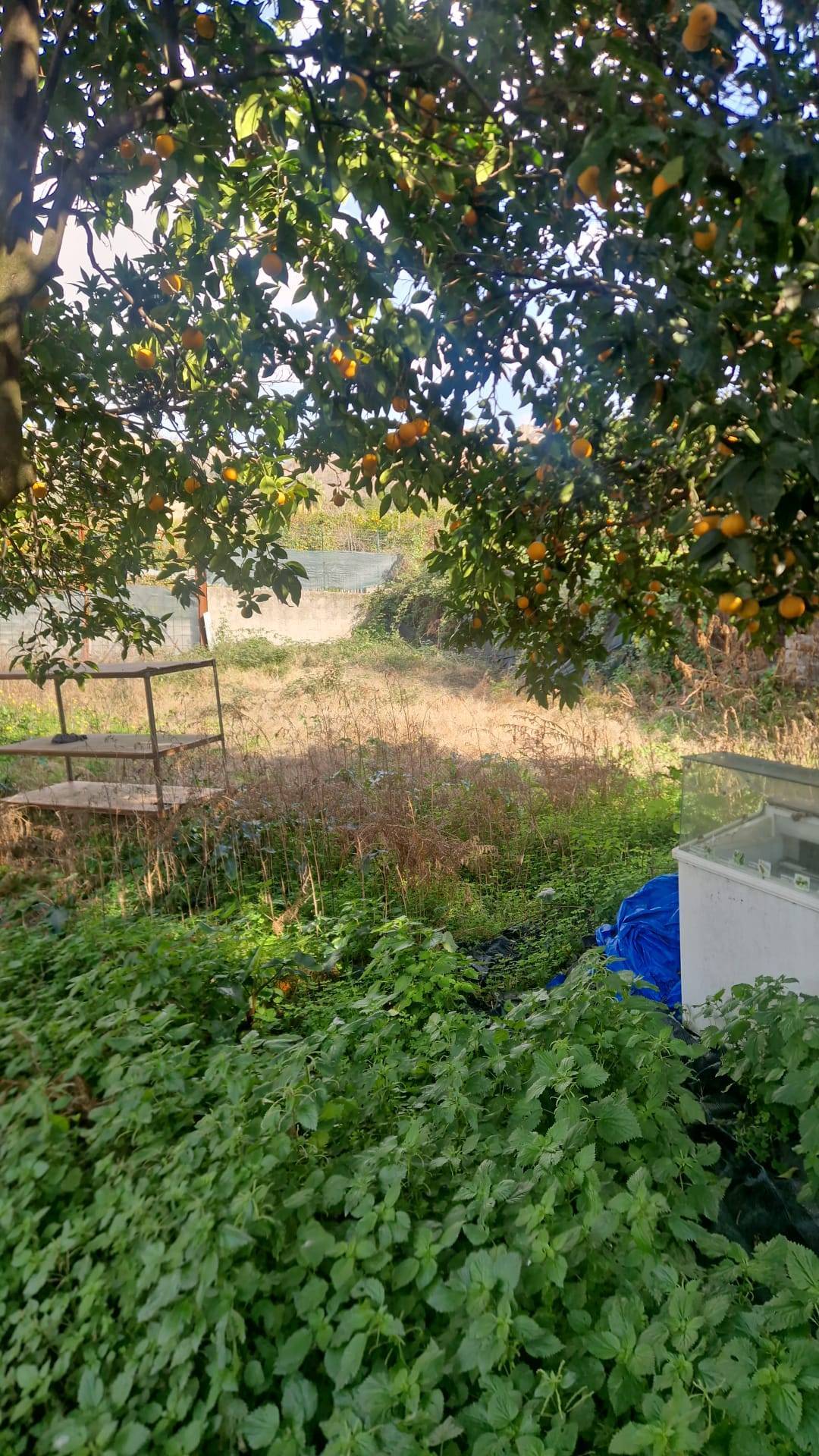 Terreno Agricolo in affitto a Napoli
