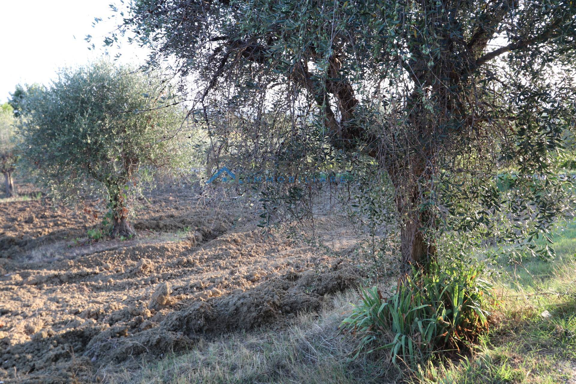 Terreno edificabile in vendita a Controguerra