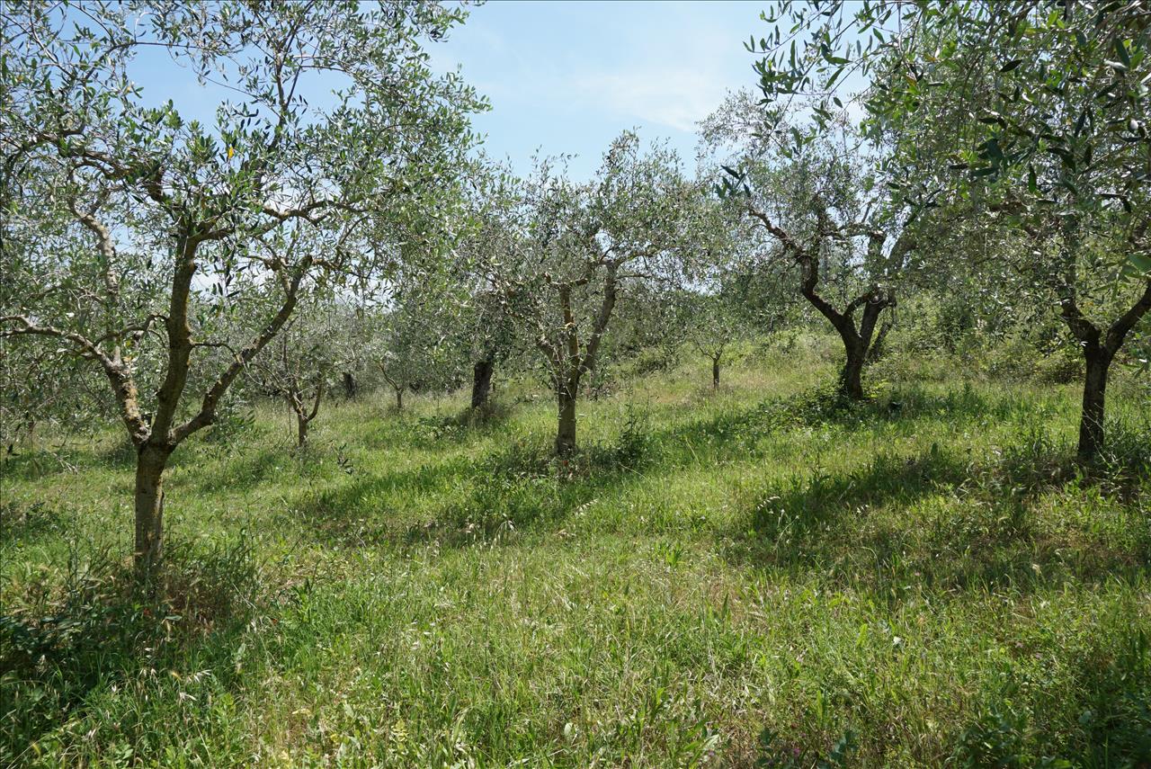 Terreno in vendita a Sarteano
