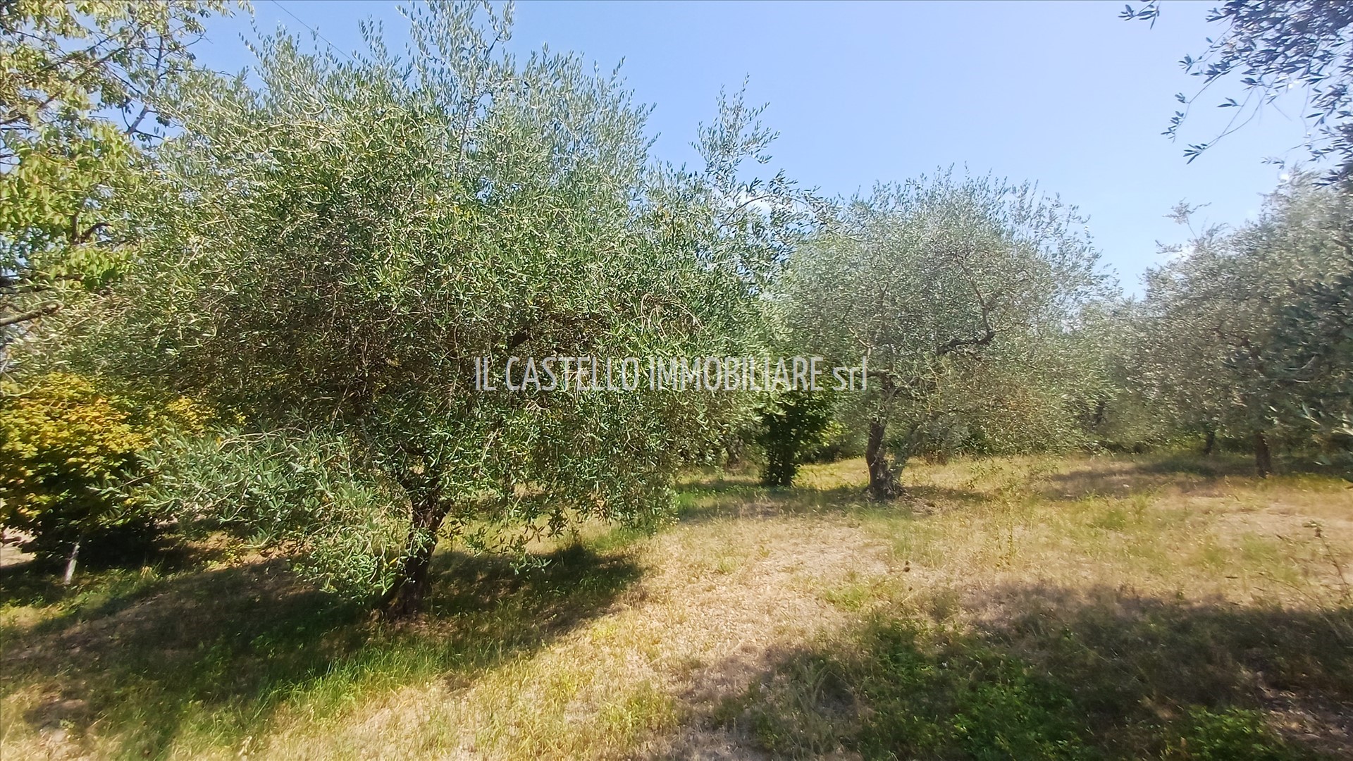 immagine annuncio 5 di 6