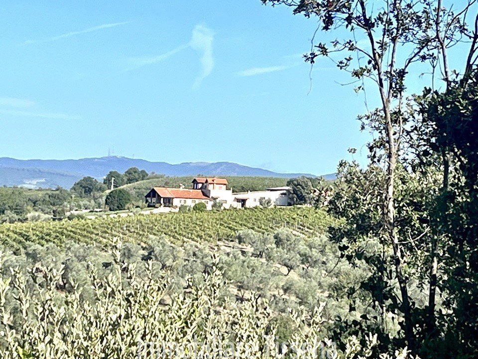 Attivit commerciale in vendita a Montecchio