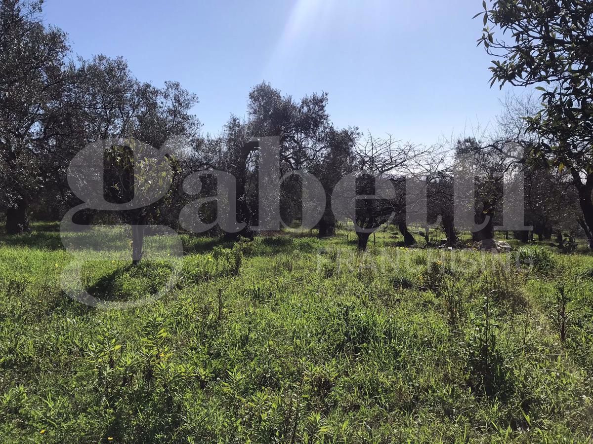 Terreno Edificabile in vendita a Sessa Aurunca