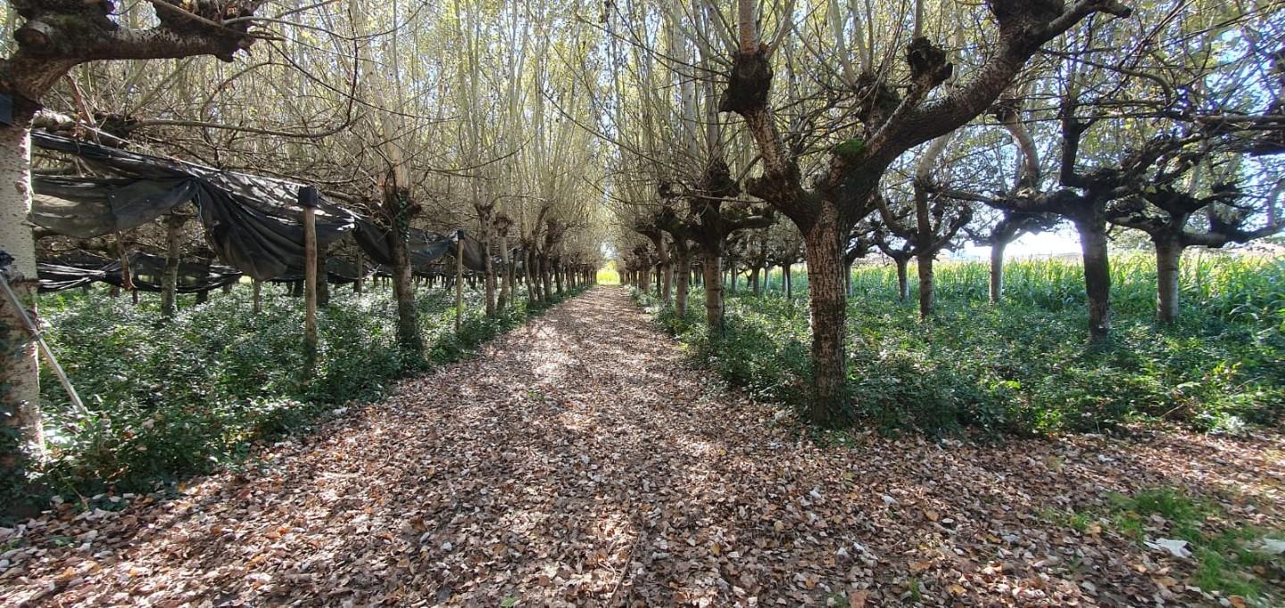 Terreno Agricolo in vendita, Capannori segromigno in piano