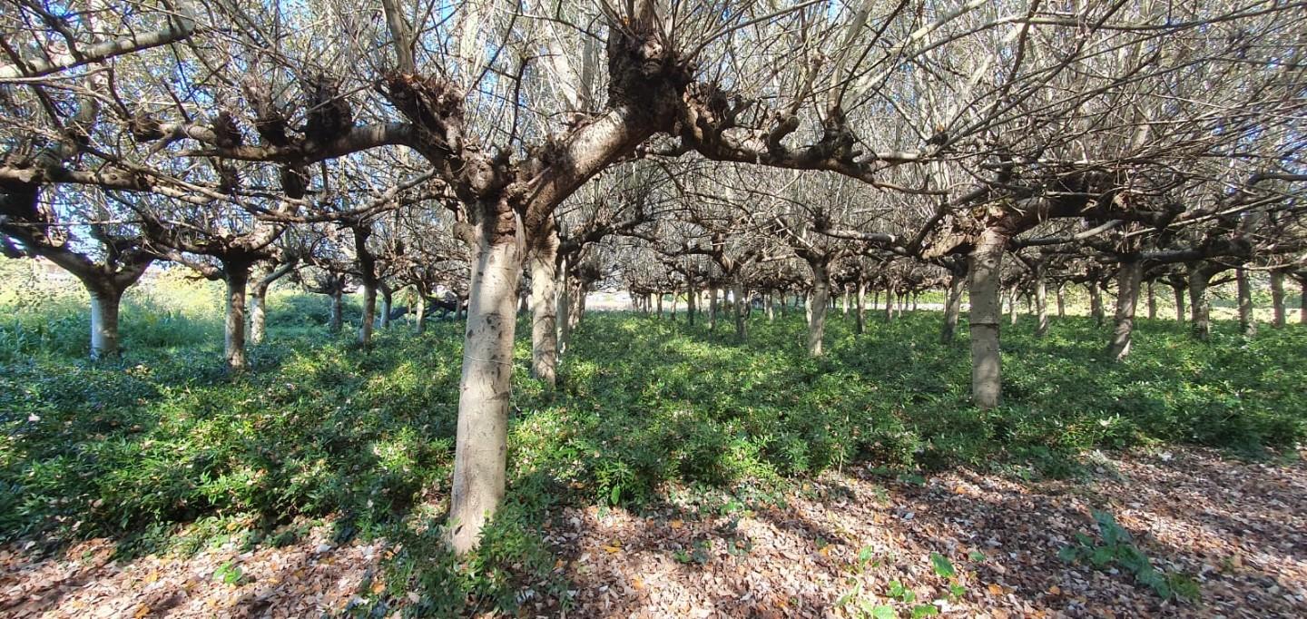 Terreno Agricolo in vendita, Capannori segromigno in piano