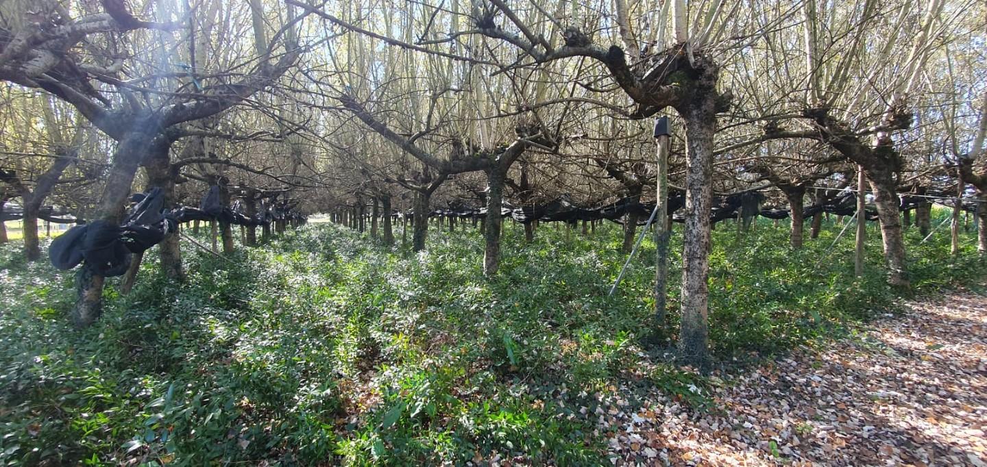 Terreno Agricolo in vendita, Capannori segromigno in piano