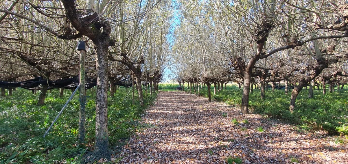 Terreno Agricolo in vendita, Capannori segromigno in piano