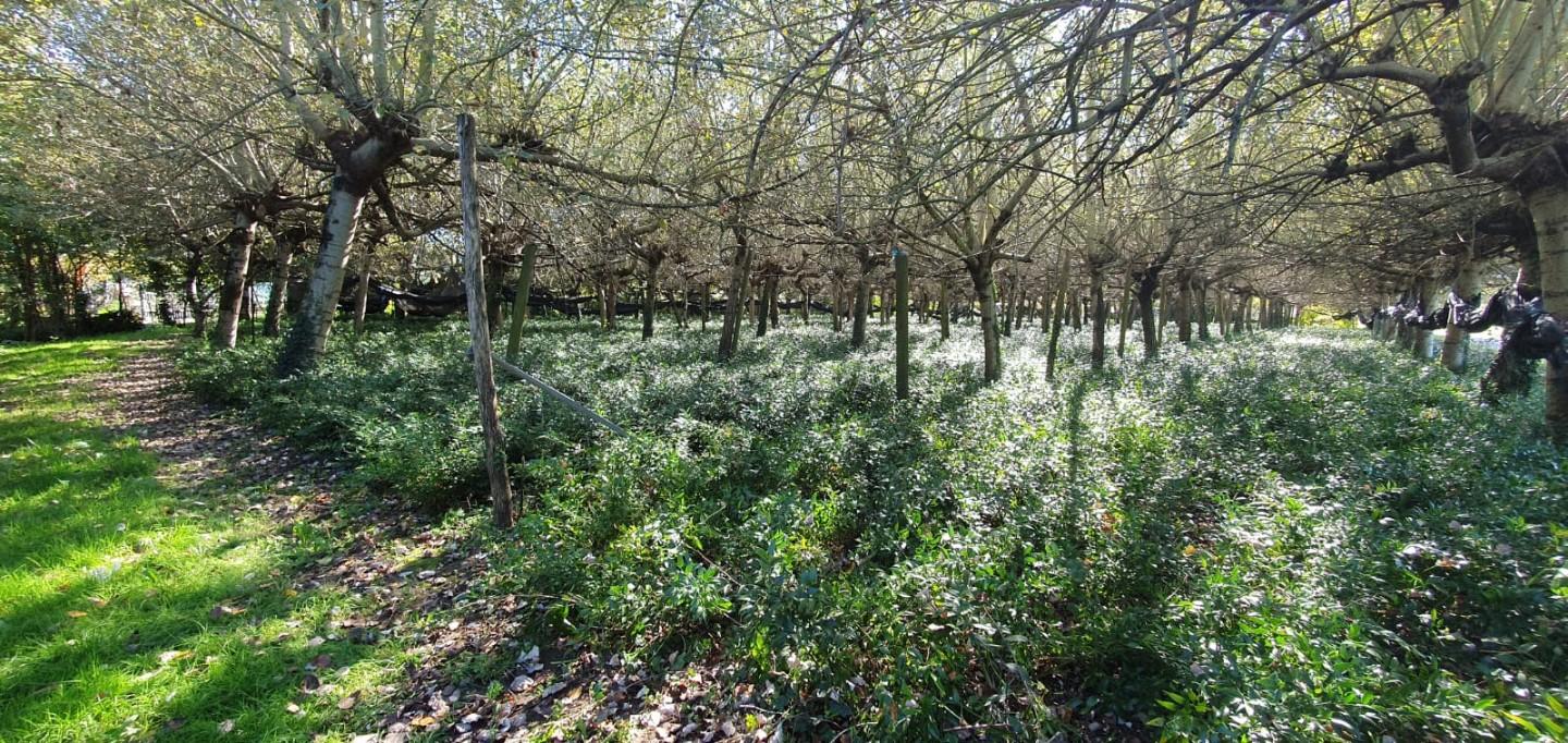 Terreno Agricolo in vendita, Capannori segromigno in piano