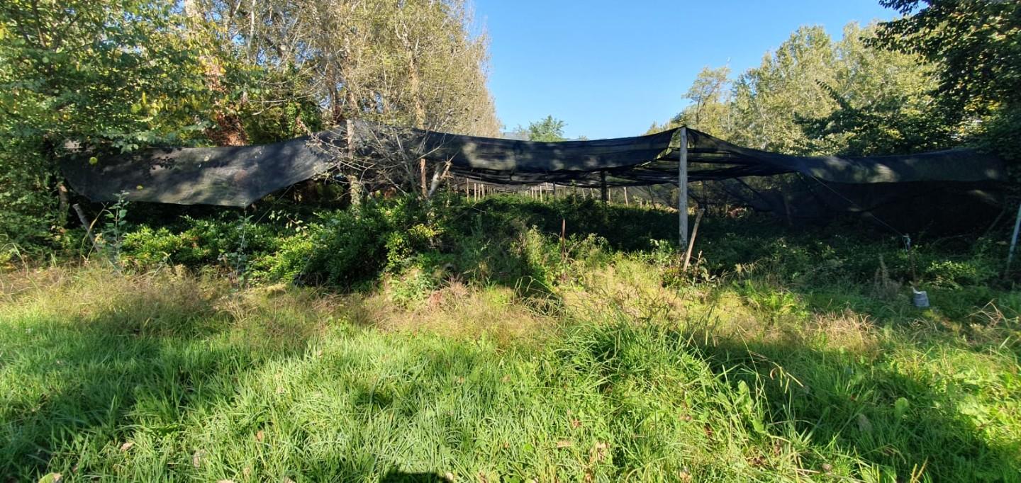 Terreno Agricolo in vendita, Capannori segromigno in piano