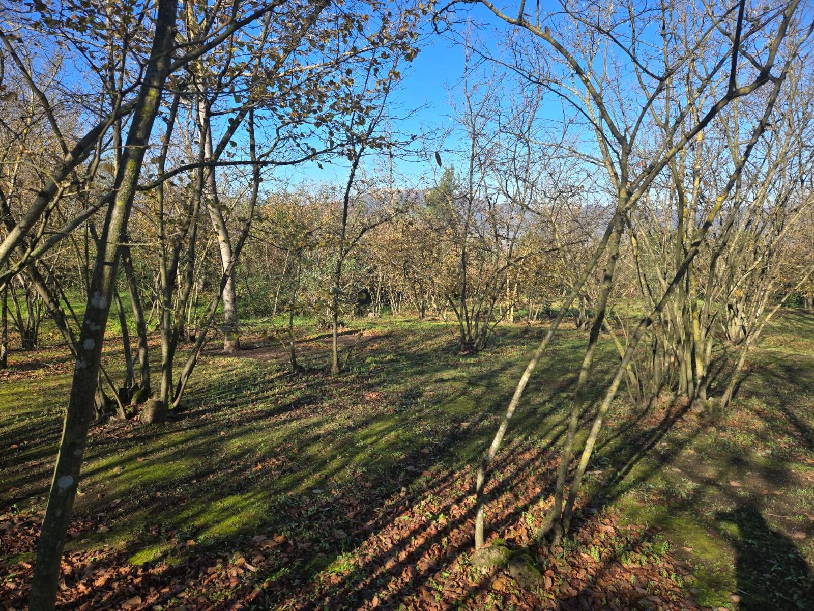 Terreno in vendita a Manocalzati