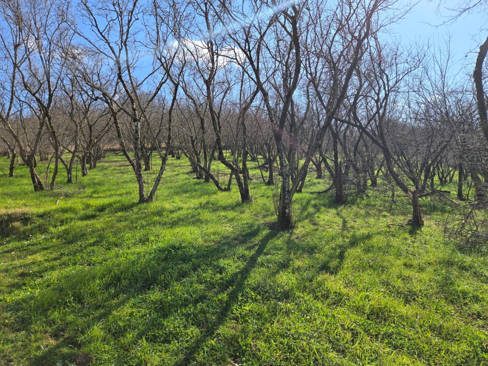 Villa in vendita a Aiello del Sabato