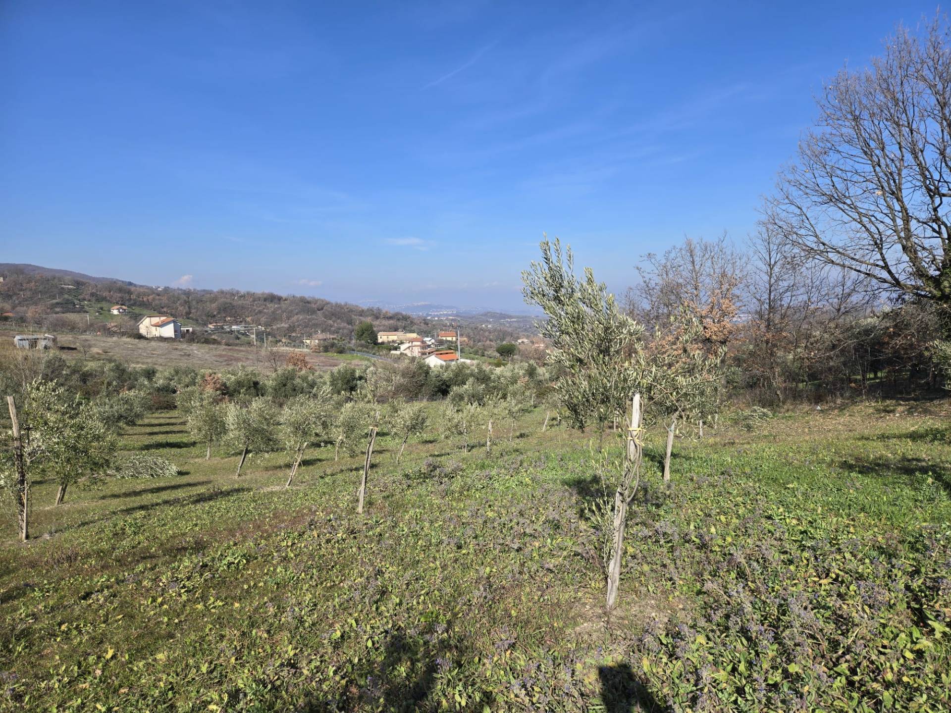 immagine annuncio 2 di 6