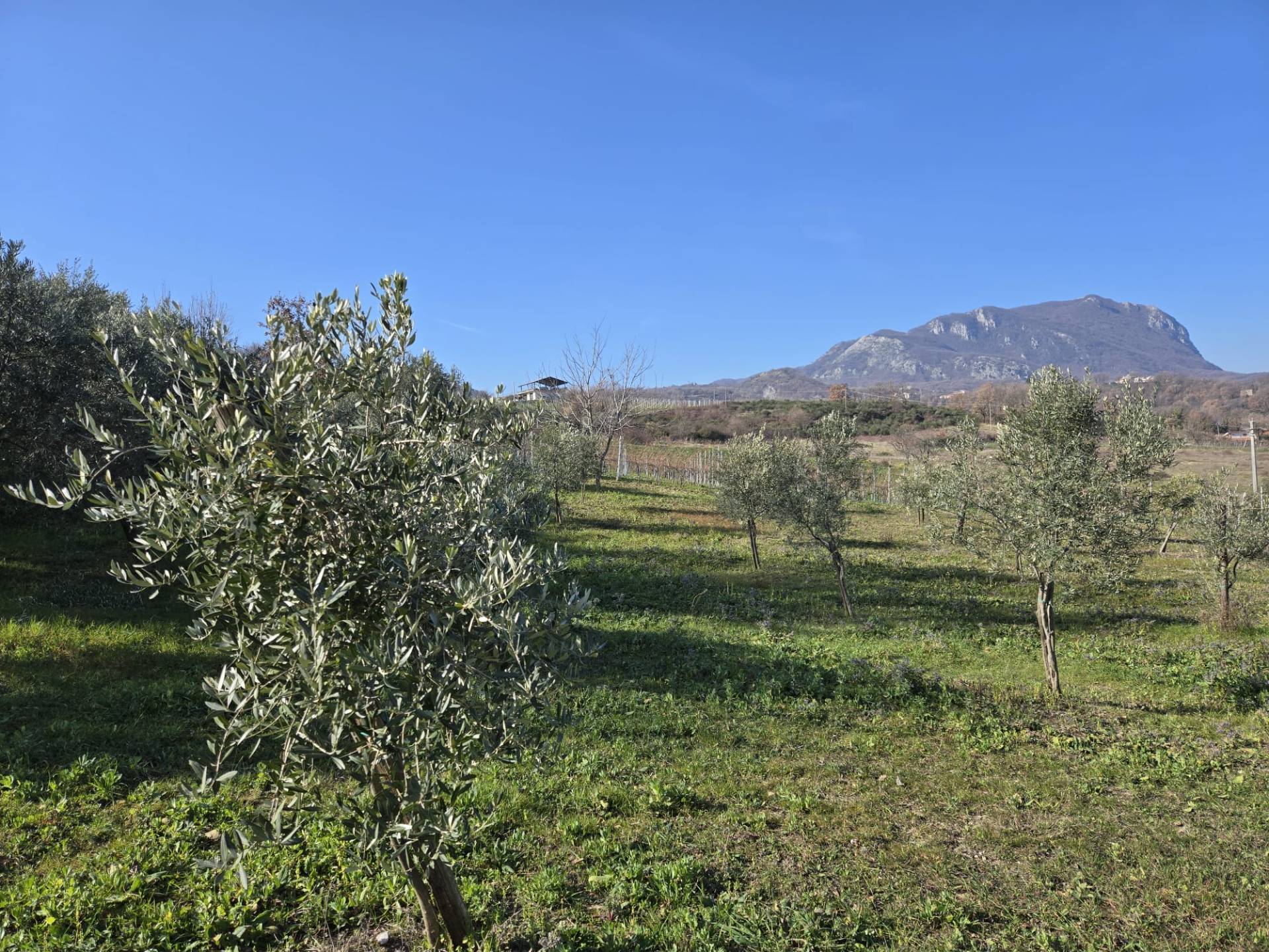 immagine annuncio 4 di 6