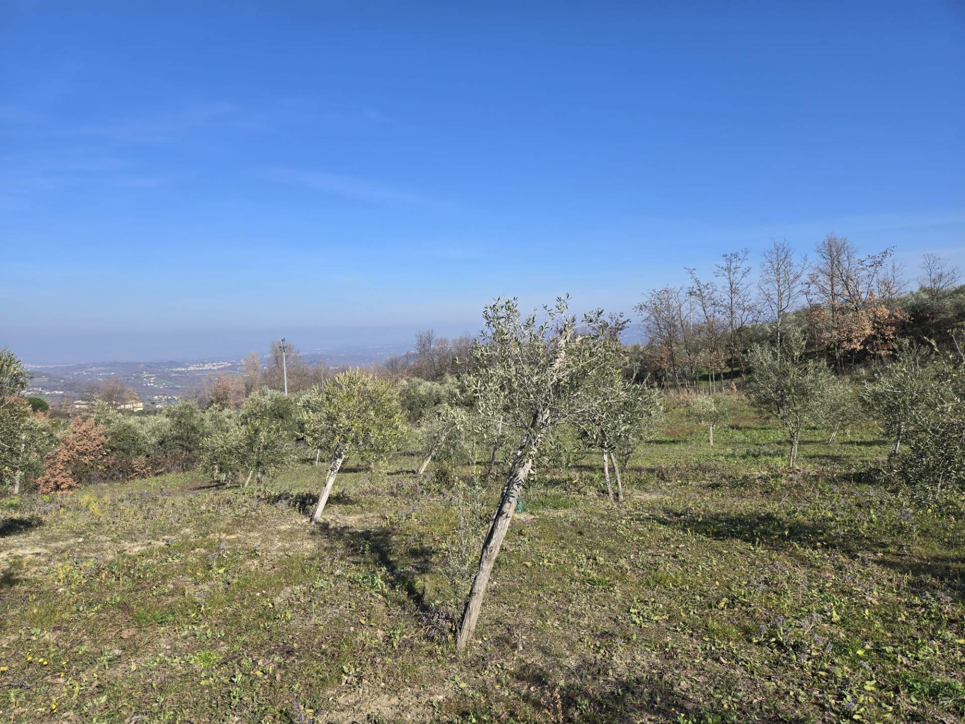 immagine annuncio 5 di 6
