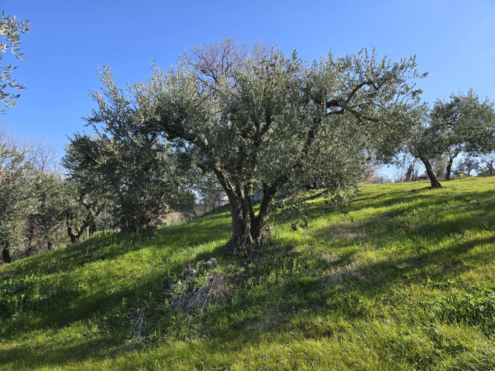 Terreno Agricolo in vendita a Montemarano