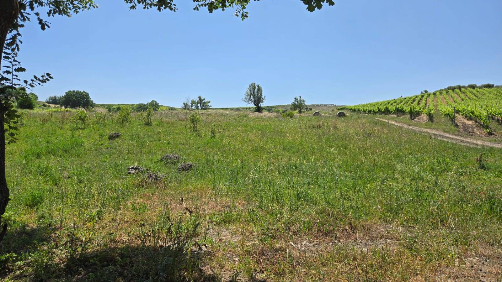 Terreno Agricolo in vendita a Paternopoli