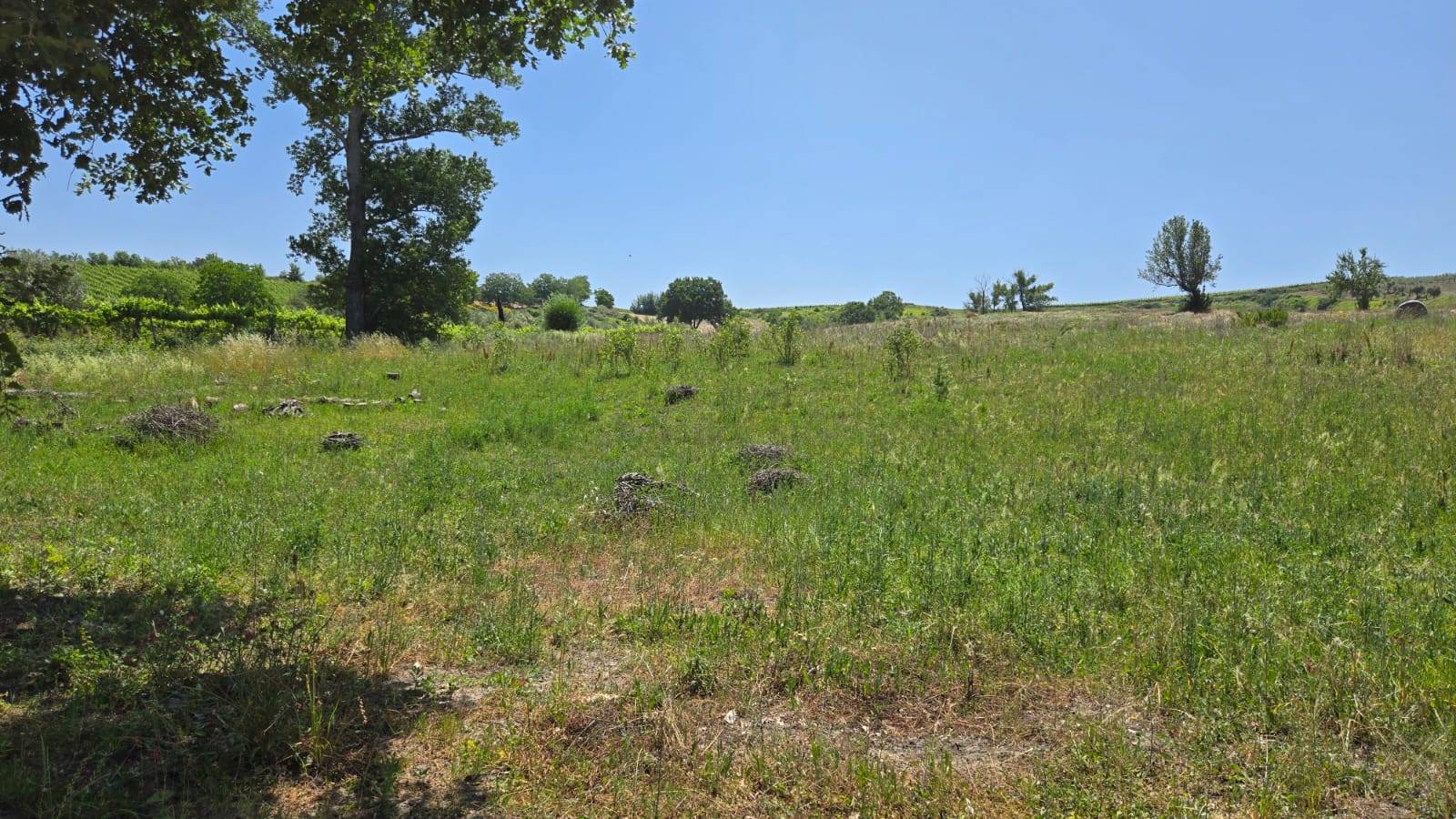 Terreno Agricolo in vendita a Paternopoli