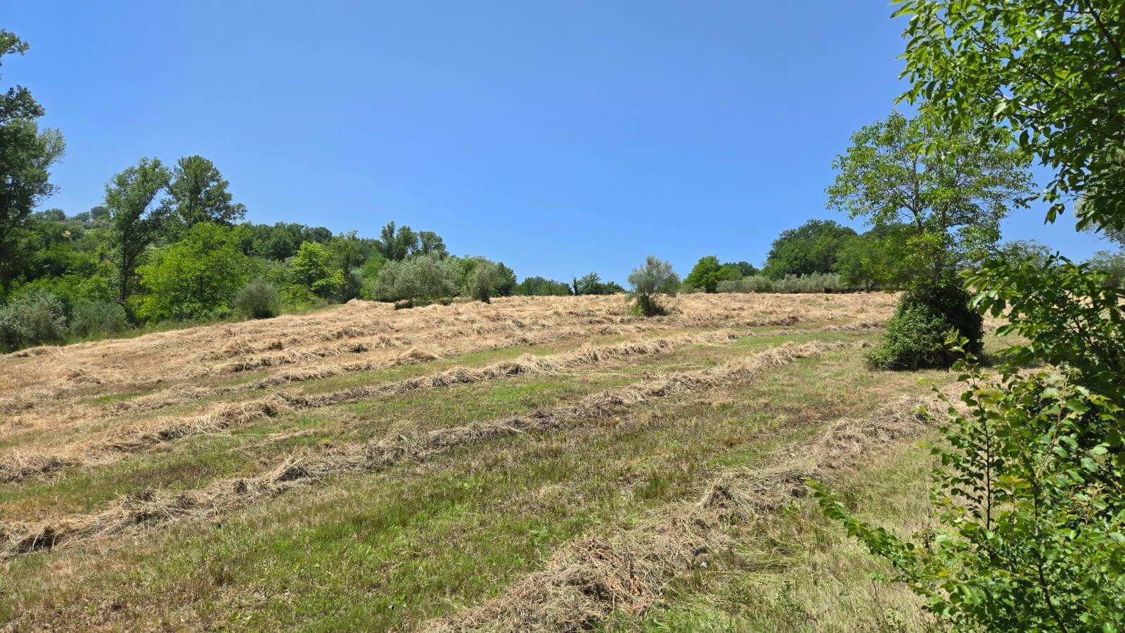 Terreno Agricolo in vendita a Paternopoli