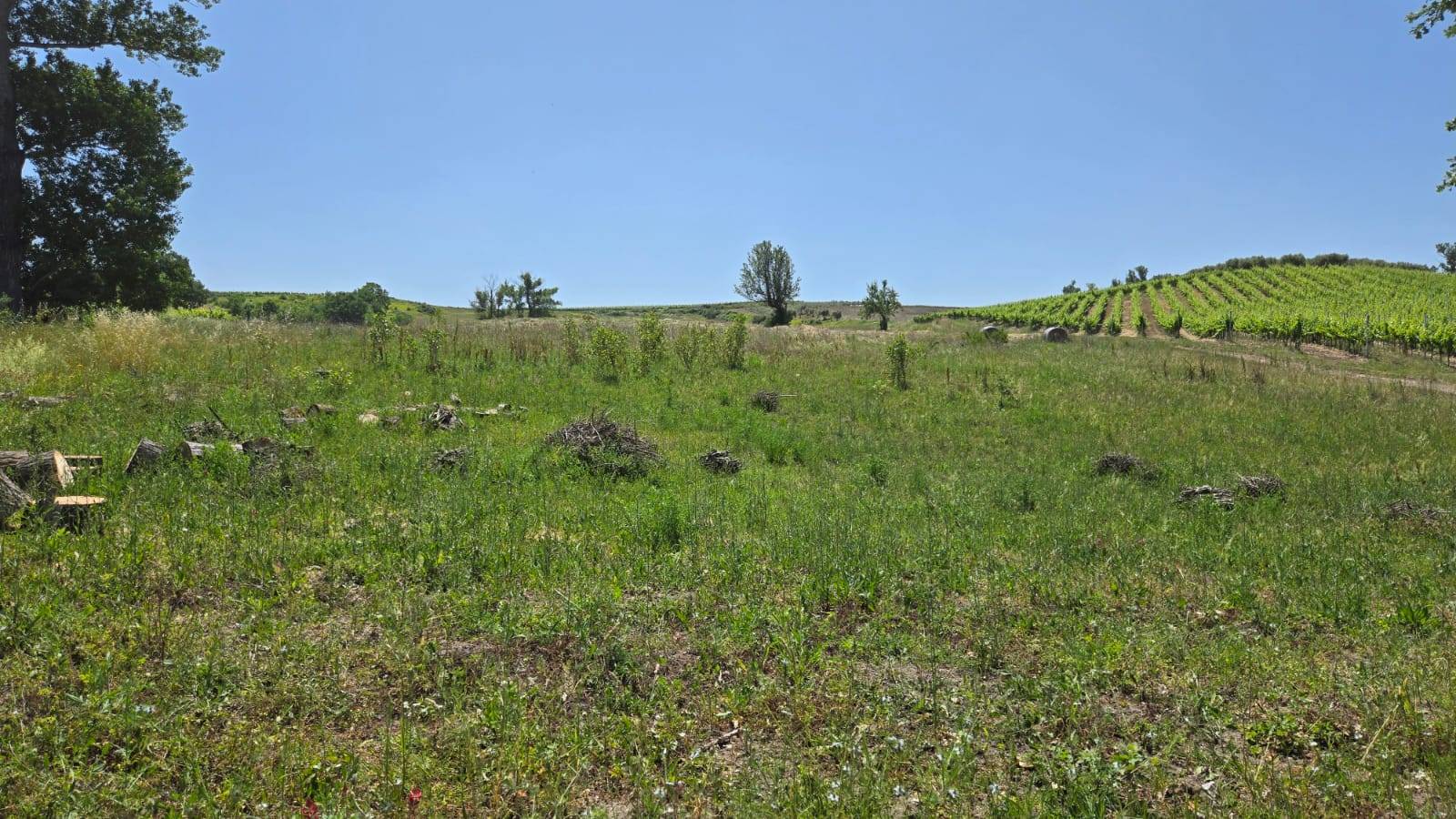 Terreno Agricolo in vendita a Paternopoli