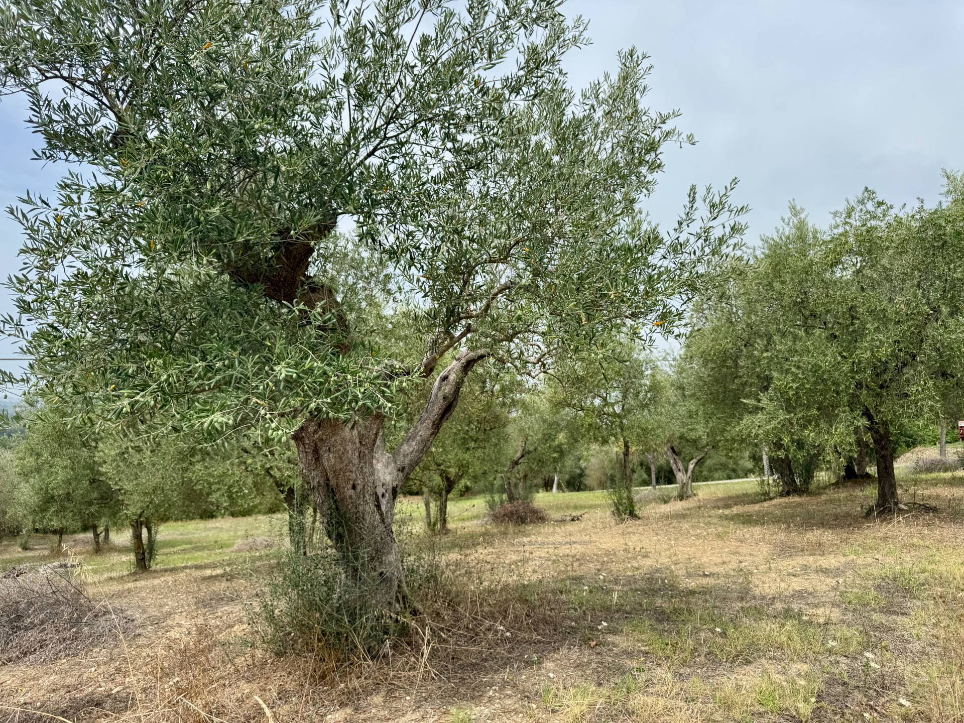 Terreno Agricolo in vendita a Fontanarosa