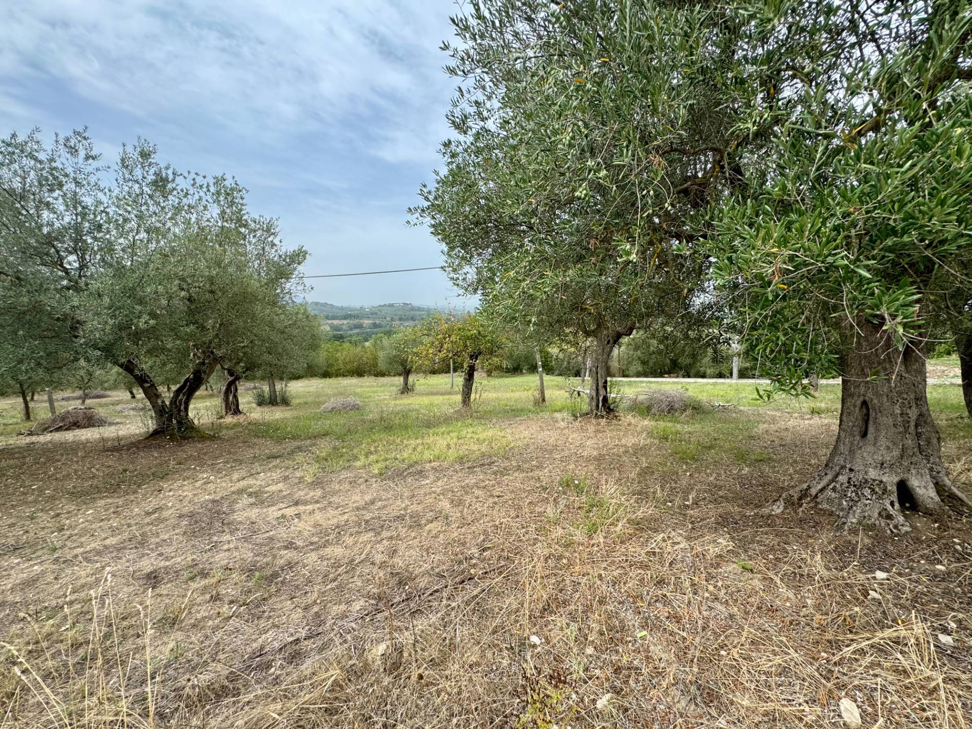Terreno Agricolo in vendita a Fontanarosa