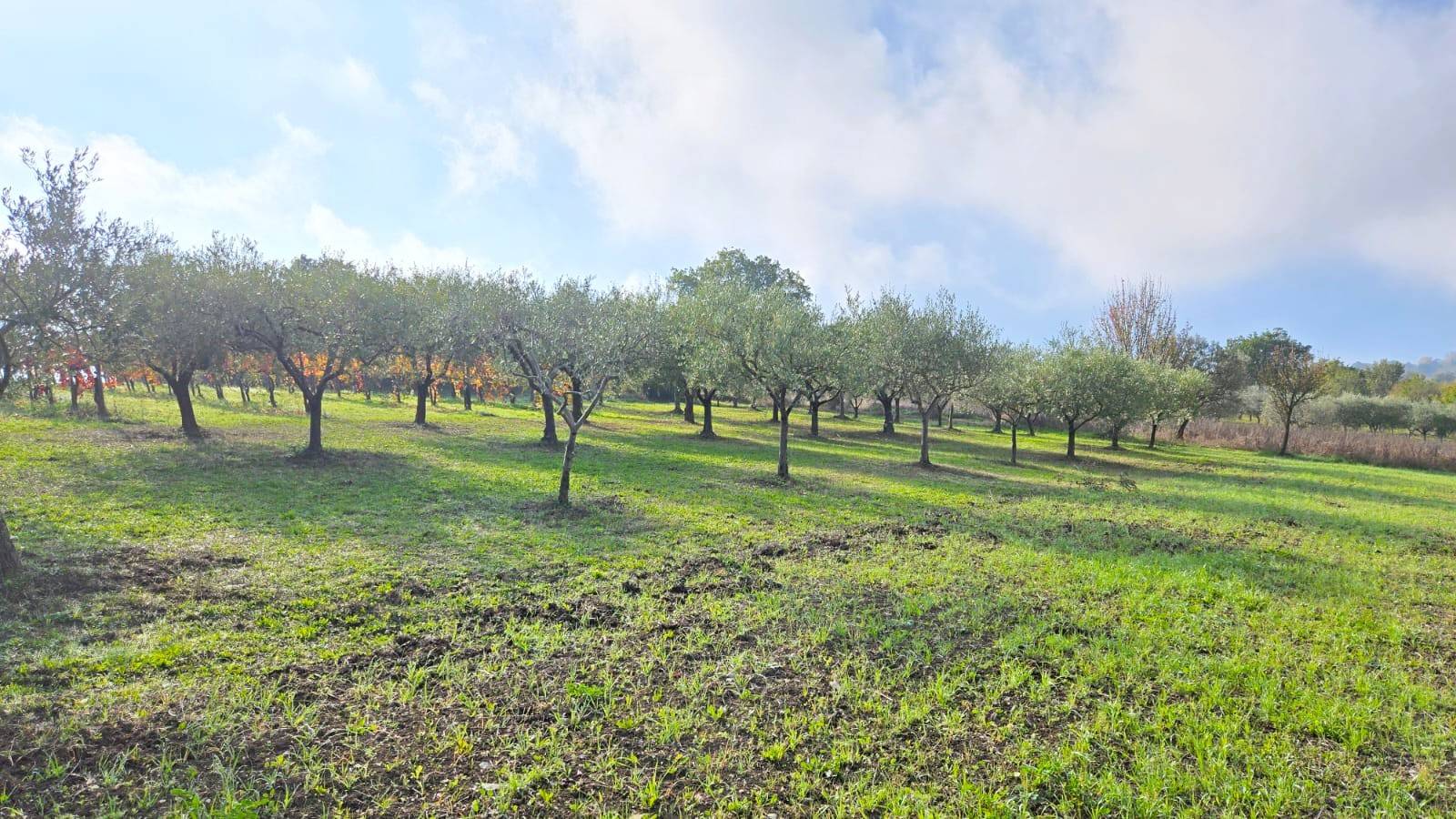 Casa Indipendente in vendita a Torre Le Nocelle