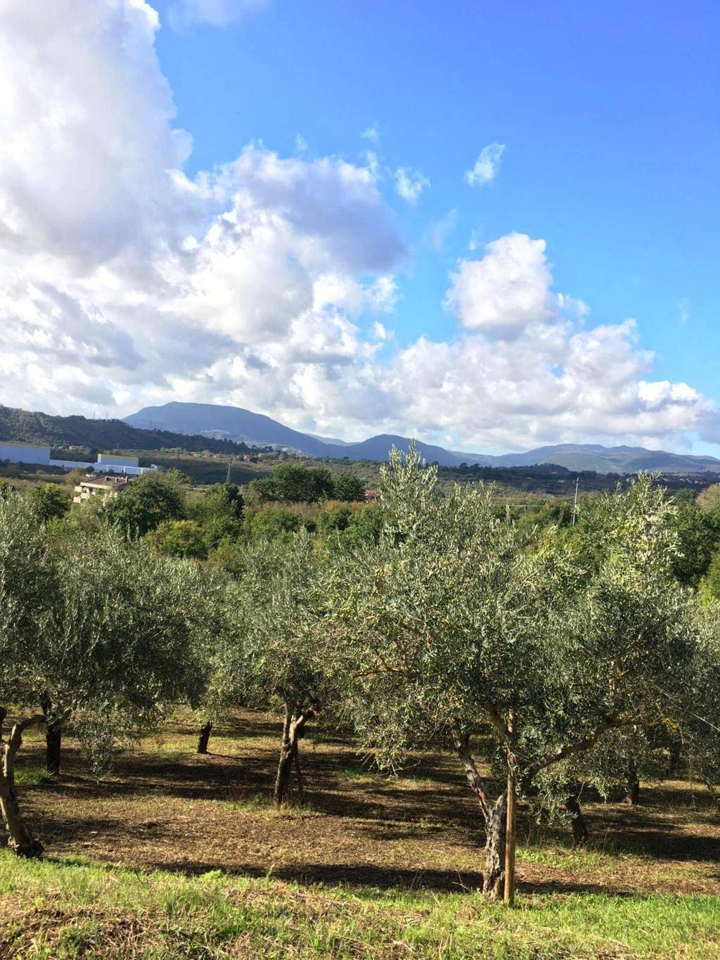Terreno Agricolo in vendita a Montefredane