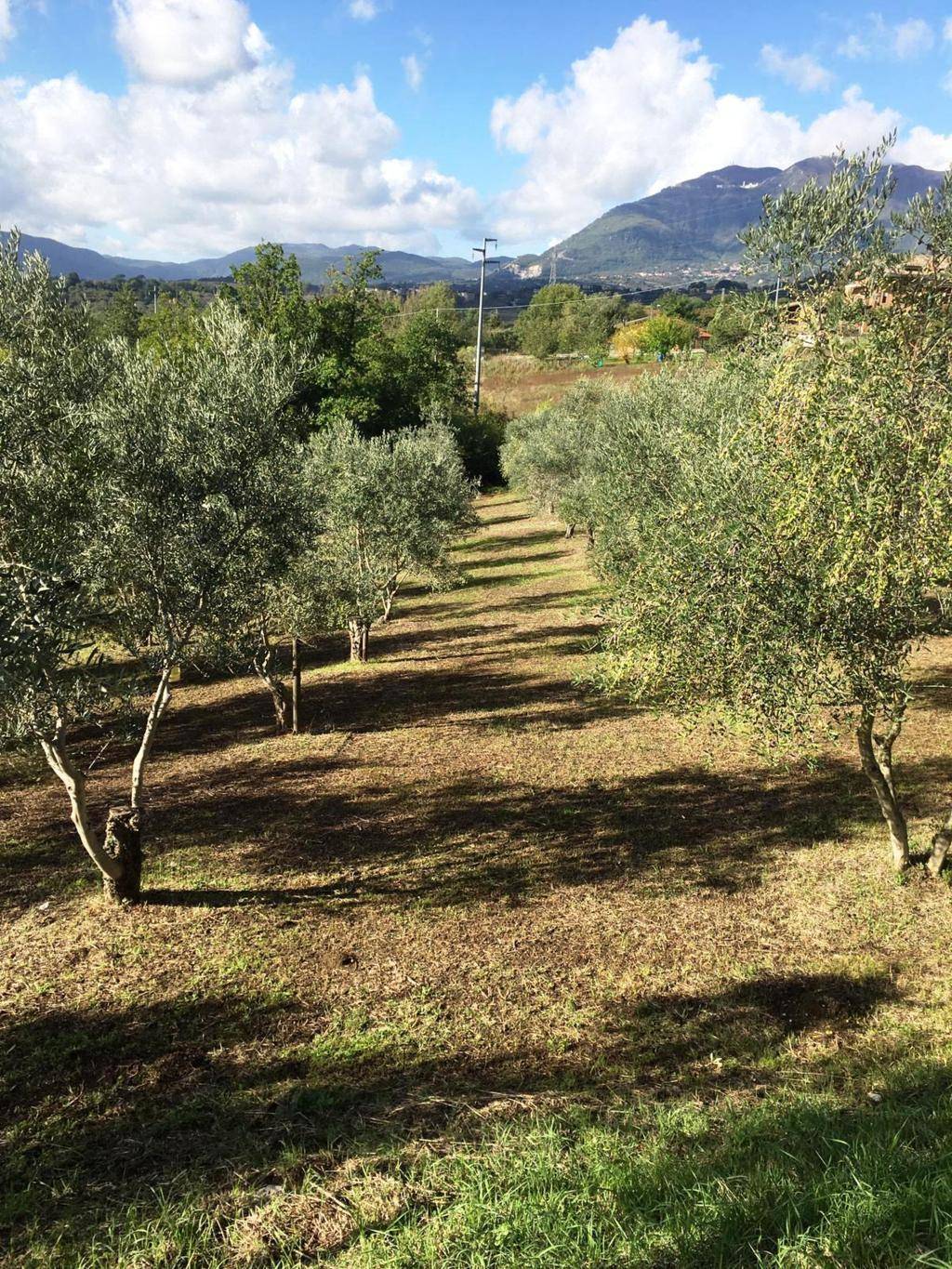 Terreno Agricolo in vendita a Montefredane