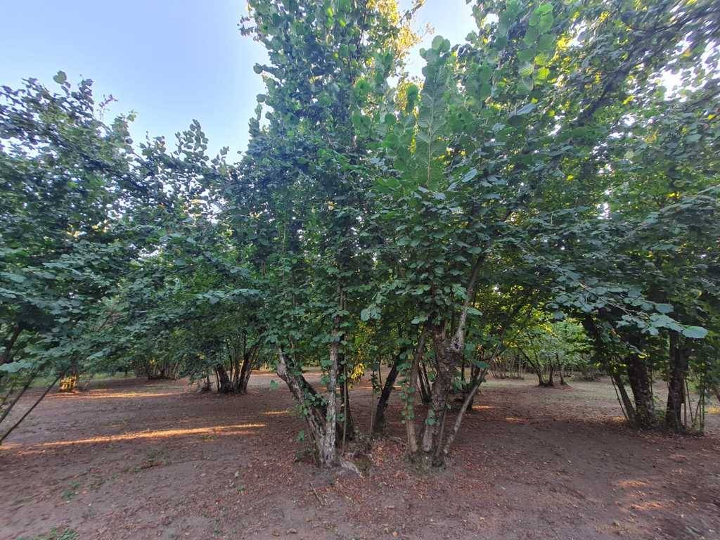 Terreno Agricolo in vendita a Montefredane