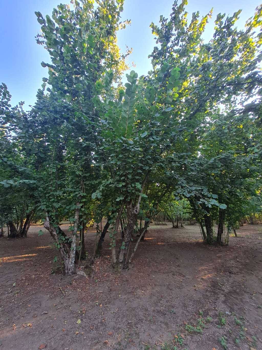 Terreno Agricolo in vendita a Montefredane