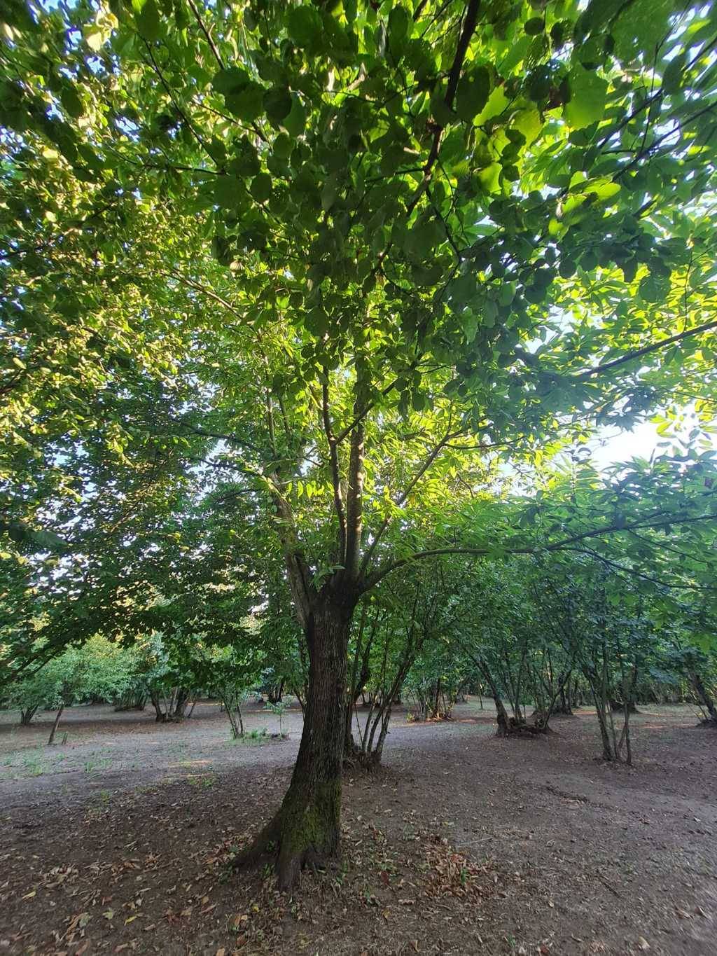 Terreno Agricolo in vendita a Montefredane