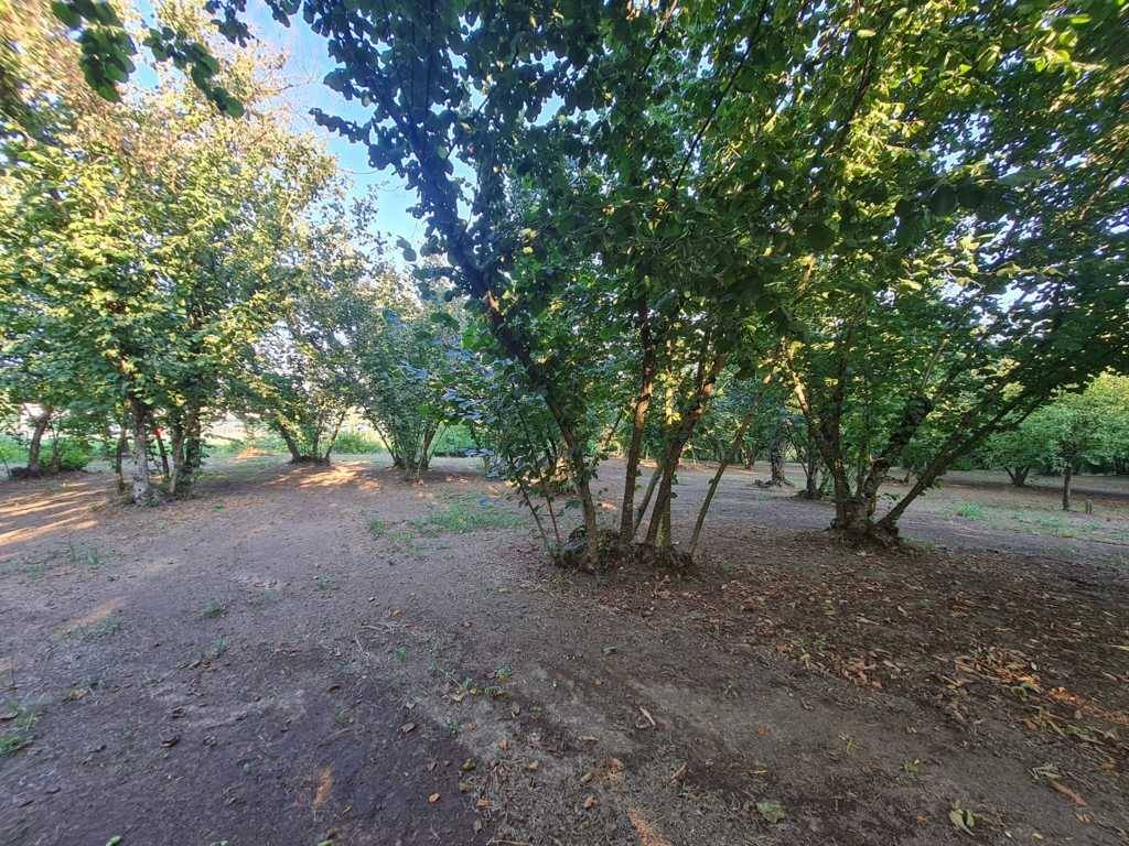 Terreno Agricolo in vendita a Montefredane