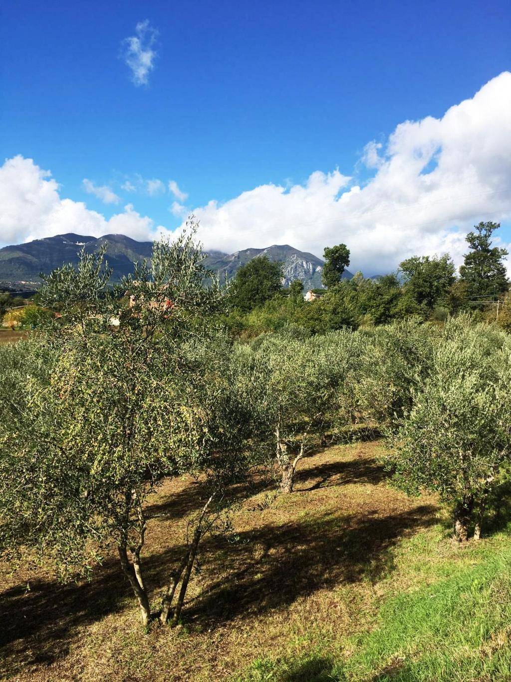 Terreno Agricolo in vendita a Montefredane