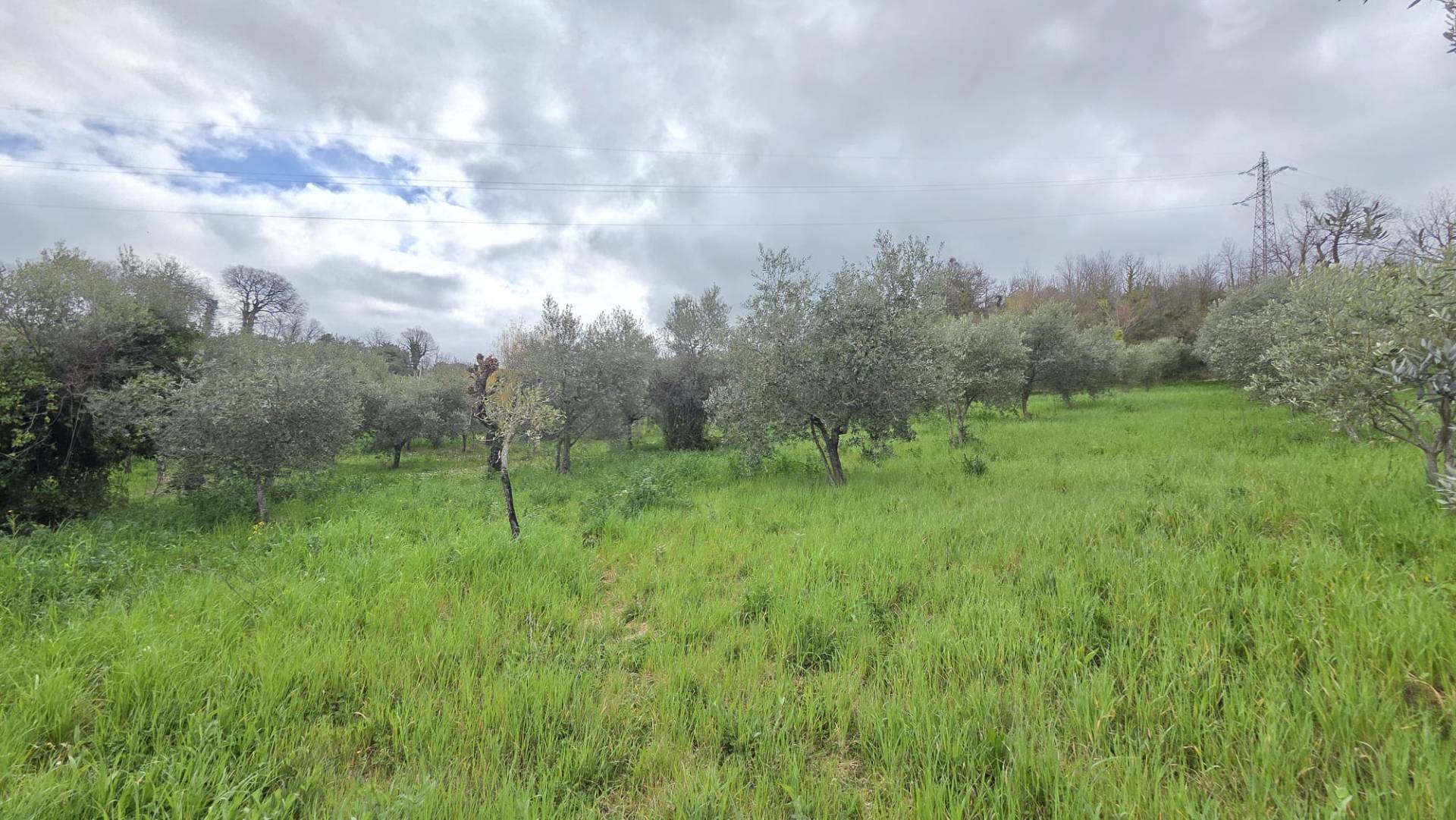 Terreno Agricolo in vendita a Castelfranci