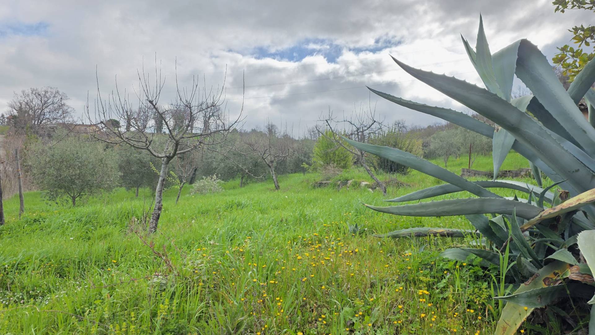 Terreno Agricolo in vendita a Castelfranci