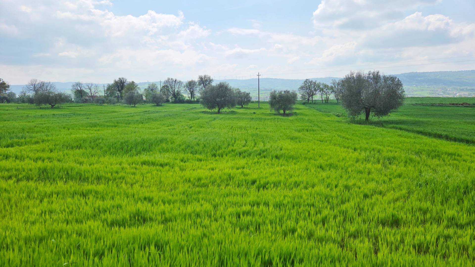 Terreno Agricolo in vendita a Castel Baronia
